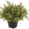 Thymian Weißbunt FloraSelf Thymus Puledgioides H 10-15 Ø 14 Cm Topf -Hornbach Gartenmarkt DV 8 4674503 01 4c DE 20190227094659 1