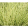 Goldschwingel FloraSelf Festuca Glauca 'AmiGold' H 10-25 Cm Co 2 L -Hornbach Gartenmarkt DV 8 4676293 03 4c DE 20210427161753