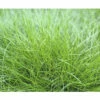 Bärenfell Schwingel FloraSelf Festuca Gautieri 'AmiGreen' H 10-25 Cm Co 2 L -Hornbach Gartenmarkt DV 8 4676294 02 4c DE 20210427161753