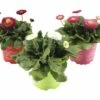 Gänseblümchen FloraSelf Bellis Perennis Ø 10,5 Cm Topf Rot