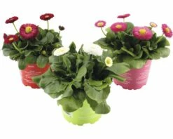 Gänseblümchen FloraSelf Bellis Perennis Ø 10,5 Cm Topf Rot