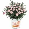 Stauden-Nelke 'Peach Party' FloraSelf Ø 10,5 Cm Topf -Hornbach Gartenmarkt DV 8 4678611 01 4c DE 20190518211653