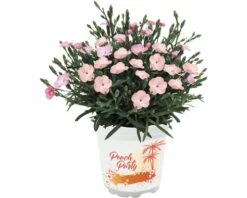 Stauden-Nelke 'Peach Party' FloraSelf Ø 10,5 Cm Topf