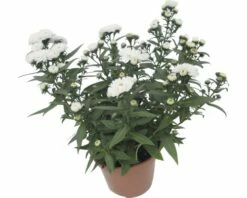 Glattblatt Aster FloraSelf Aster Novi-belgii 'Showmaker' H 20-25 Cm Ø 12 Cm Topf