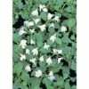 Lippenmäulchen FloraSelf Mazus Reptans H 10-20 Cm Co 0,6 L 2 Lippenmäulchen FloraSelf Mazus Reptans H 10-20 Cm Co 0,6 L -Hornbach Gartenmarkt DV 8 5000601 01 4c DE 20190423221651