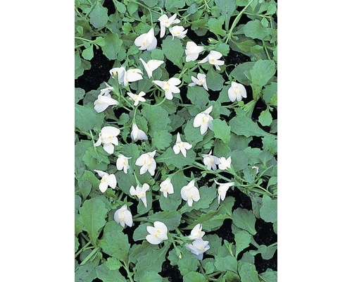 Lippenmäulchen FloraSelf Mazus Reptans H 10-20 Cm Co 0,6 L 3 Lippenmäulchen FloraSelf Mazus Reptans H 10-20 Cm Co 0,6 L