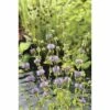 Wasserminze FloraSelf Mentha Pulegium H 5-15 Cm Co 0,6 L -Hornbach Gartenmarkt DV 8 5000603 01 4c DE 20190423221651