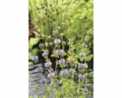 Wasserminze FloraSelf Mentha Pulegium H 5-15 Cm Co 0,6 L