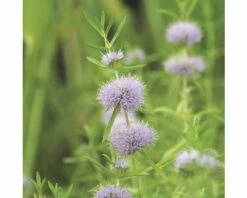 Duftende Teichpflanzen Set FloraSelf Für 500 L Teich -Hornbach Gartenmarkt DV 8 5000620 01 4c DE 20220228134756