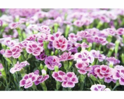 Nelke FloraSelf Dianthus Caryophyllus Pink Kisses® Ø 11 Cm Topf 12 Nelke FloraSelf Dianthus Caryophyllus Pink Kisses® Ø 11 Cm Topf -Hornbach Gartenmarkt DV 8 5006559 01 4c DE 20220906154655