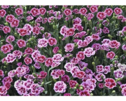 Nelke FloraSelf Dianthus Caryophyllus Pink Kisses® Ø 11 Cm Topf 14 Nelke FloraSelf Dianthus Caryophyllus Pink Kisses® Ø 11 Cm Topf -Hornbach Gartenmarkt DV 8 5006559 03 4c DE 20220906154655