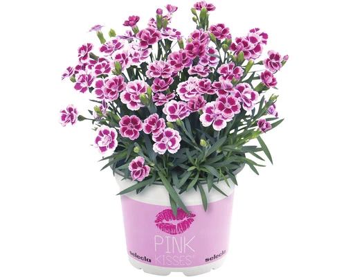 Nelke FloraSelf Dianthus Caryophyllus Pink Kisses® Ø 11 Cm Topf 3 Nelke FloraSelf Dianthus Caryophyllus Pink Kisses® Ø 11 Cm Topf