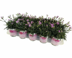 Nelke FloraSelf Dianthus Caryophyllus Pink Kisses® Ø 11 Cm Topf 10 Nelke FloraSelf Dianthus Caryophyllus Pink Kisses® Ø 11 Cm Topf -Hornbach Gartenmarkt DV 8 5006559 05 4c RO 20230223051800