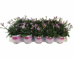 Nelke FloraSelf Dianthus Caryophyllus Pink Kisses® Ø 11 Cm Topf 11 Nelke FloraSelf Dianthus Caryophyllus Pink Kisses® Ø 11 Cm Topf -Hornbach Gartenmarkt DV 8 5006559 06 4c RO 20230223051800