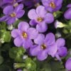 Schneeflockenblume FloraSelf Bacopa Sutera Cordata Ø 10,5 Cm Topf Blau -Hornbach Gartenmarkt DV 8 5016956 01 4c CH 20160414211331