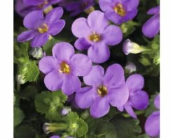 Schneeflockenblume FloraSelf Bacopa Sutera Cordata Ø 10,5 Cm Topf Blau