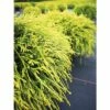 Gelbe Zwerg- Fadenzypresse FloraSelf Chamaecyparis Pisifera "Sungold" H 25-30 Cm Co 3,7 L