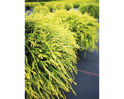 Gelbe Zwerg- Fadenzypresse FloraSelf Chamaecyparis Pisifera "Sungold" H 25-30 Cm Co 3,7 L 3 Gelbe Zwerg- Fadenzypresse FloraSelf Chamaecyparis Pisifera "Sungold" H 25-30 Cm Co 3,7 L
