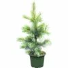 FloraSelf Weymouths-Kiefer Pinus Monticola 'Ammerland' H 40-60 Cm Co 6 L -Hornbach Gartenmarkt DV 8 5050870 01 4c DE 20181016191751