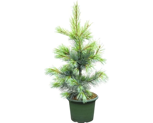 FloraSelf Weymouths-Kiefer Pinus Monticola 'Ammerland' H 40-60 Cm Co 6 L 3 FloraSelf Weymouths-Kiefer Pinus Monticola 'Ammerland' H 40-60 Cm Co 6 L