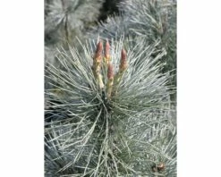 FloraSelf Weymouths-Kiefer Pinus Monticola 'Ammerland' H 40-60 Cm Co 6 L 7 FloraSelf Weymouths-Kiefer Pinus Monticola 'Ammerland' H 40-60 Cm Co 6 L -Hornbach Gartenmarkt DV 8 5050870 02 4c DE 20200313141659