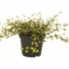 FloraSelf Drahtstrauch Muehlenbeckia Axillaris Ø 12 Cm Topf -Hornbach Gartenmarkt DV 8 5059926 02 4c DE 20190716154754