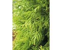 FloraSelf Lebensbaum Thuja Occidentalis 'Smaragd' H 30-40 Cm Co 2 L -Hornbach Gartenmarkt DV 8 5075301 05 4c DE 20200311071220