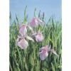 Wasserschwertlilie FloraSelf Iris Laevigata 'Rose Queen' H 10-60 Cm Co 0,6 L -Hornbach Gartenmarkt DV 8 5088759 01 4c DE 20191203094751