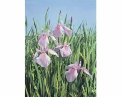Wasserschwertlilie FloraSelf Iris Laevigata 'Rose Queen' H 10-60 Cm Co 0,6 L