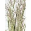 Reitgras FloraSelf Calamagrostis X Acutiflora 'Overdam' Co 3 L 2 Reitgras FloraSelf Calamagrostis X Acutiflora 'Overdam' Co 3 L -Hornbach Gartenmarkt DV 8 5093980 01 4c DE 20180305180541