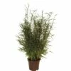 Aufrechter Gartenbambus FloraSelf Fargesia Murielae 'Jumbo' H 40-60 Cm Co 5 L -Hornbach Gartenmarkt DV 8 5122848 02 4c DE 20190128075033