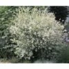 Harlekinweide FloraSelf Salix Integra 'Hakuro Nishiki' H 60-80 Cm Co 3 L 2 Harlekinweide FloraSelf Salix Integra 'Hakuro Nishiki' H 60-80 Cm Co 3 L -Hornbach Gartenmarkt DV 8 5140940 Stimmung 01 20140702222140 1