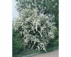 Prachtspierenstrauch FloraSelf Spiraea Vanhouttei H 40-60 Cm Co 10 L -Hornbach Gartenmarkt DV 8 5179636 01 4c DE 20200313081755