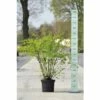 Prachtspierenstrauch FloraSelf Spiraea Vanhouttei H 40-60 Cm Co 10 L -Hornbach Gartenmarkt DV 8 5179636 02 4c DE 20200313141659