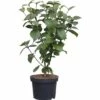 Großblumiger Duftschneeball FloraSelf Viburnum Carlcephalum H 40-60 Cm Co 5 L -Hornbach Gartenmarkt DV 8 5233012 01 4c DE 20180209040607