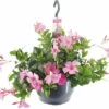 Dipladenie, Trichterblüte Ampel FloraSelf Dipladenia Mandevilla 'Summerstar'® Ø 25 Cm Topf Rosa -Hornbach Gartenmarkt DV 8 5489483 01 4c DE 20220528224651