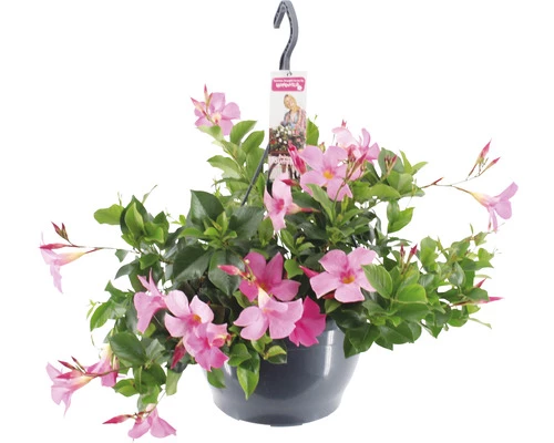 Dipladenie, Trichterblüte Ampel FloraSelf Dipladenia Mandevilla 'Summerstar'® Ø 25 Cm Topf Rosa 3 Dipladenie, Trichterblüte Ampel FloraSelf Dipladenia Mandevilla 'Summerstar'® Ø 25 Cm Topf Rosa