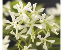 Sternjasmin FloraSelf Trachelospermum Jasminoides H 50-70 Cm Co 2,3 L