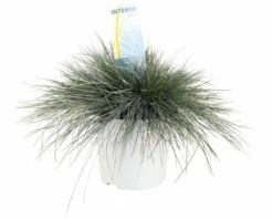 Blauschwingel FloraSelf Festuca Glauca 'Intense Blue' H 15-30 Cm Co 5 L