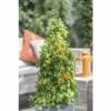 Orange Schwarzäugige Susanne Pyramide FloraSelf Thunbergia Alata Gesamthöhe Ca. 90 Cm Ø 19 Cm Topf -Hornbach Gartenmarkt DV 8 5530463 03 4c DE 20170926004144