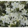FloraSelf Japanische Azalee Rhododendron Obtusum H 30-40 Cm Co 5 L Weiß