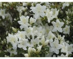 FloraSelf Japanische Azalee Rhododendron Obtusum H 30-40 Cm Co 5 L Weiß