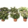 Strauchveronika FloraSelf Hebe 'Addenda Mix' Ø 13 Cm Topf Zufällige Sortenauswahl -Hornbach Gartenmarkt DV 8 5543343 01 4c DE 20190907211653