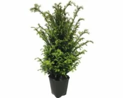 Eibe FloraSelf Taxus Baccata H 100-125 Cm Im ClickCo -Hornbach Gartenmarkt DV 8 5543583 02 4c DE 20210121074655