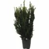 Männliche, Nicht Fruchtende Bechereibe FloraSelf Taxus Media 'Hillii' H 80-100 Cm ClickCo -Hornbach Gartenmarkt DV 8 5543584 01 4c DE 20230301134652