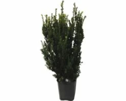 Männliche, Nicht Fruchtende Bechereibe FloraSelf Taxus Media 'Hillii' H 80-100 Cm ClickCo
