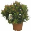 Japanische Lavendelheide FloraSelf Pieris Japonica H 20-30 Ø 25 Cm Topf -Hornbach Gartenmarkt DV 8 5543585 01 4c CH 20181129051657