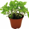 Bio Thai-Basilikum FloraSelf Bio Ocimum Basilicum 'Siam Queen' Ø 12 Cm Topf -Hornbach Gartenmarkt DV 8 5544023 03 4c DE 20220602051650