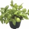 Bio Zitronen-Basilikum FloraSelf Bio Ocimum Americanum Ø 12 Cm Topf