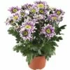 Chrysantheme FloraSelf Chrysanthemum Indicum 'Saba' Ø 12 Cm Topf 1 Chrysantheme FloraSelf Chrysanthemum Indicum 'Saba' Ø 12 Cm Topf -Hornbach Gartenmarkt DV 8 5548478 01 4c DE 20180911190915